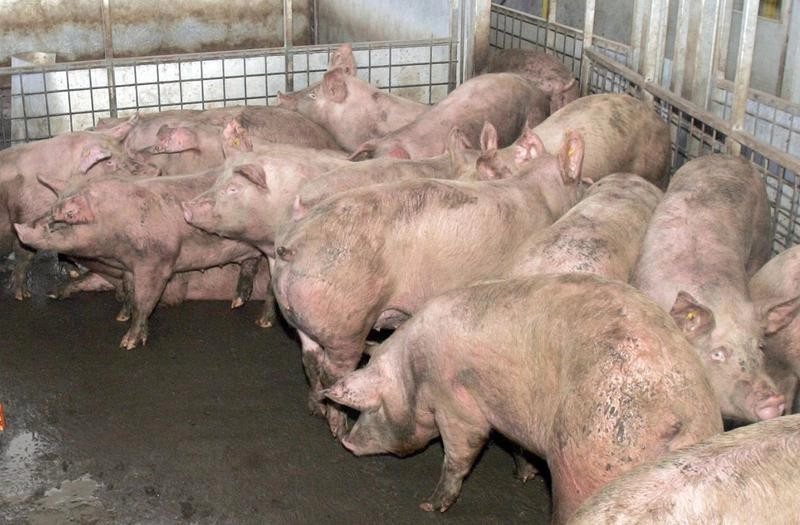 O fermă de reproducţie în sectorul suine, înfiinţată la Stâlpu printr-o investiţie de peste 7 milioane de euro