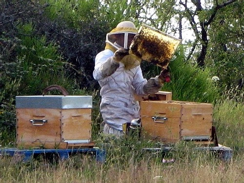 Apicultorii susţin că aplicarea acordului Mercosur îi va duce la faliment