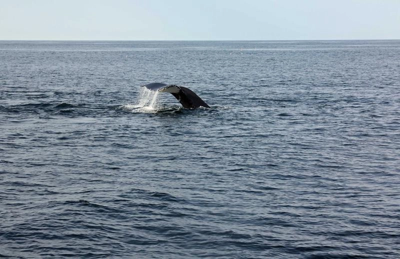 Soartă tragică pentru balena eșuată în largul unei insule germane:  ”Suntem de părerea fermă că animalul va muri acolo”