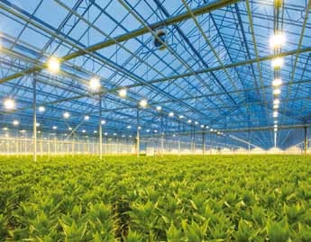 Serele şi solariile necesită iarna costuri însemnate cu asigurarea căldurii; trufandale mai scumpe la primăvară