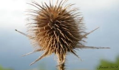 Article thumbnail