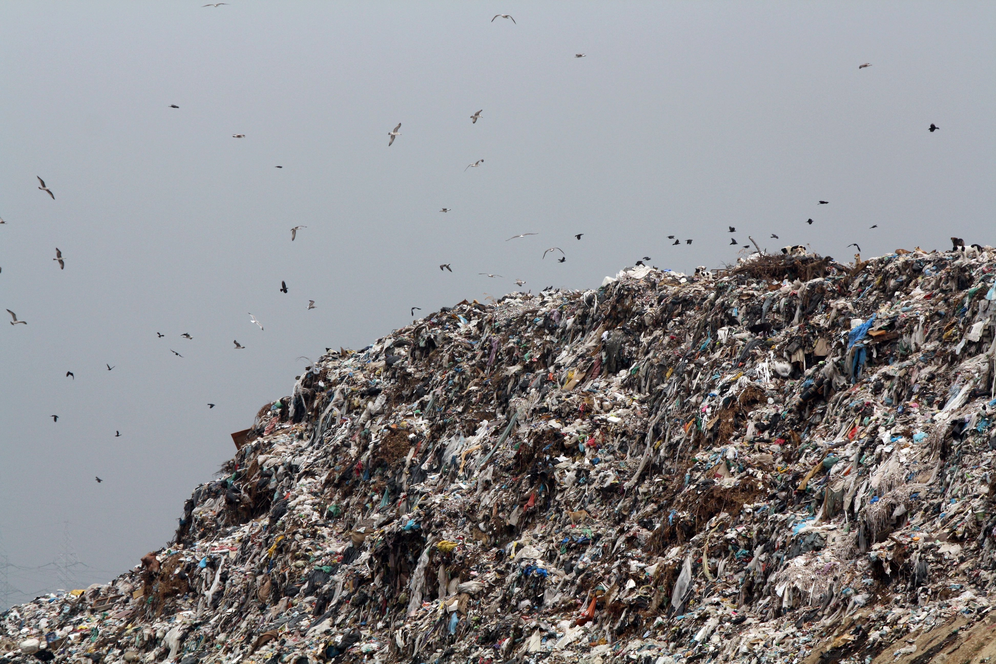 Groapă de gunoi ilegală, cât două terenuri de fotbal, în Teleorman. Garda de Mediu a prins în flagrant un șofer care descărca deșeuri dintr-o autoutilitară