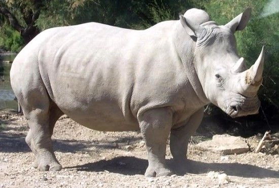 Un pui de rinocer alb s-a născut la o grădină zoologică din Valencia