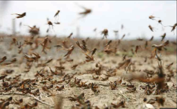 O invazie de lăcuste a devastat peste 32.000 de hectare în Namibia