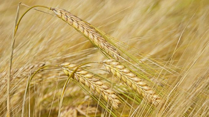 Explodează prețul orzului în România: S-a atins maximul ultimilor ani