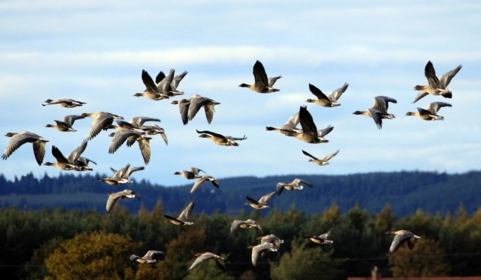 Polonia deschide UPU pentru păsările rănite: Inovația care le oferă o a doua șansă