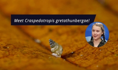 content-image