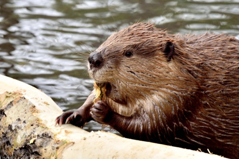 'Arhitecții Naturii': Documentarul despre reîntoarcerea zimbrilor și castorilor în Munții Făgăraș, acum în cinematografele din România