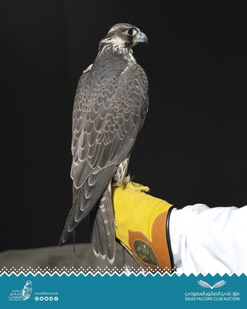 Şoimul Karearea, desemnat 'Pasărea Anului' în Noua Zeelandă