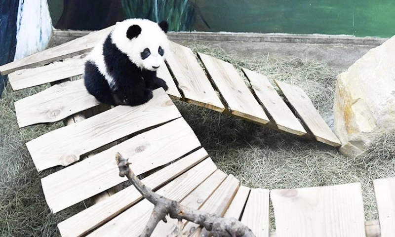 Populaţia de panda uriaşi care trăiesc în captivitate în China aproape s-a dublat în ultimul deceniu