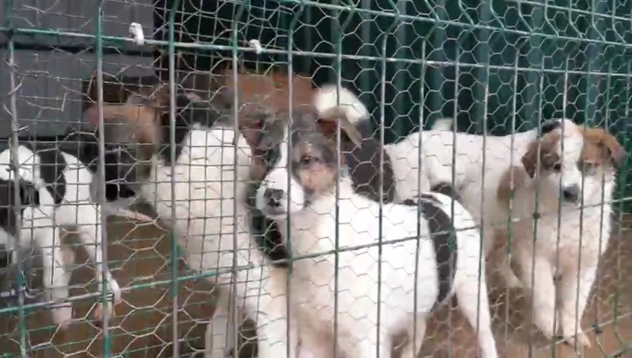 Primarii pot răspunde penal pentru eutanasierea câinilor în adăposturi private