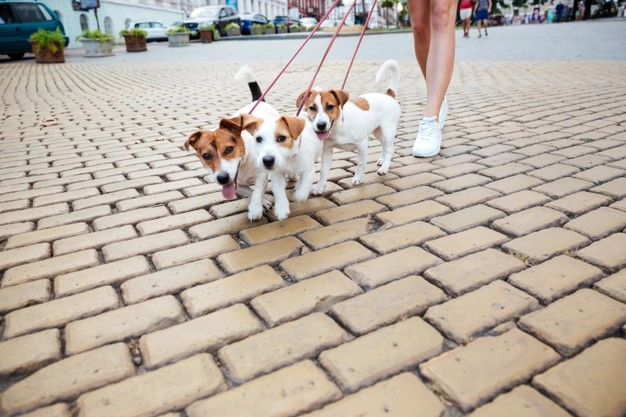 Italia introduce un cadru legal care permite angajaților să beneficieze de concediu plătit pentru a îngriji animale de companie bolnave