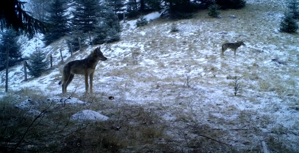 Un parc natural din Marea Britanie eutanasiază o întreagă haită de lupi după ce aceștia s-au atacat