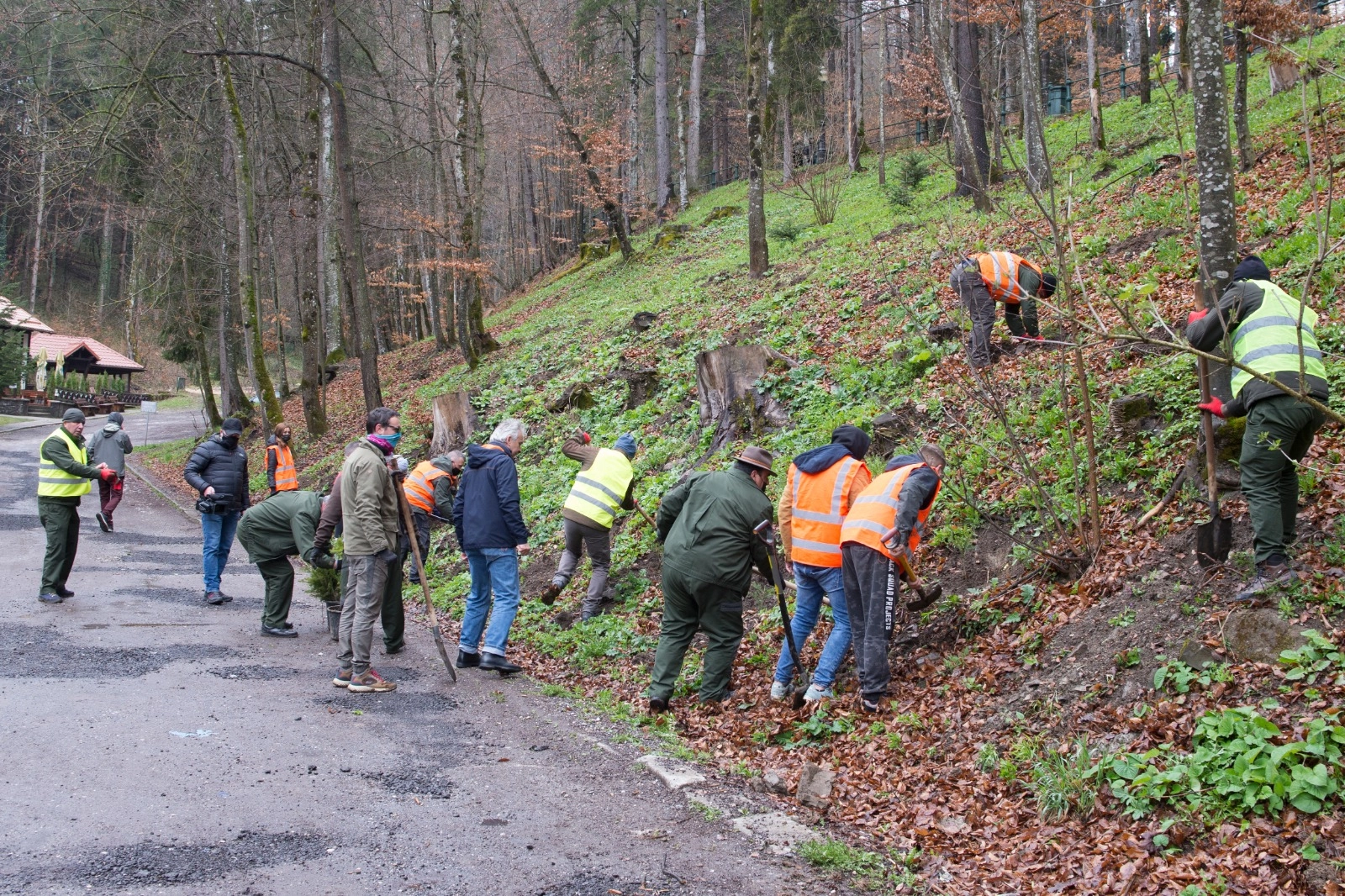 VIDEO Cifrele care spun totul despre 'averea verde' a țării: Ridicol cât a reușit România să împădurească în 30 de ani