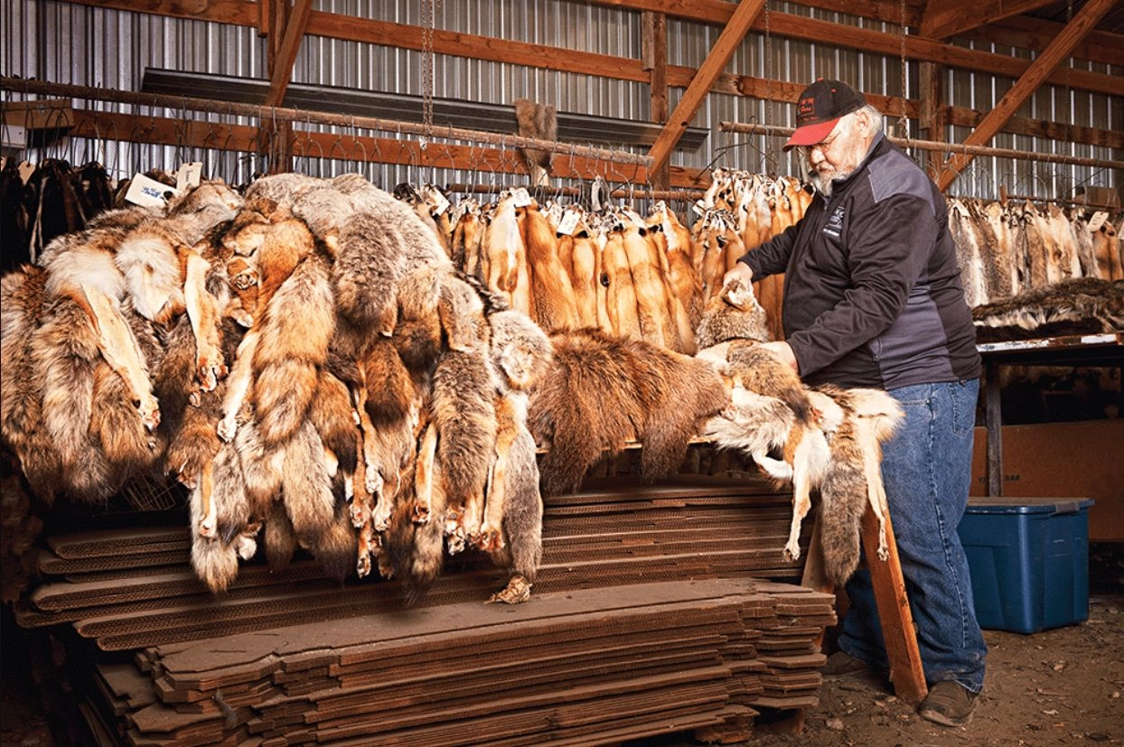 Tinerii scoţieni reînvăţa să prelucreze lâna