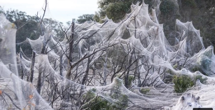 Cea mai mare pânză de păianjen din lume, descoperită în Balcani - Sunt peste o sută de mii de păienjeni
