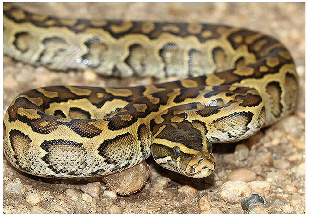 O moleculă descoperită în sângele pitonilor ar putea deschide calea către noi medicamente împotriva obezităţii, afirmă oamenii de ştiinţă