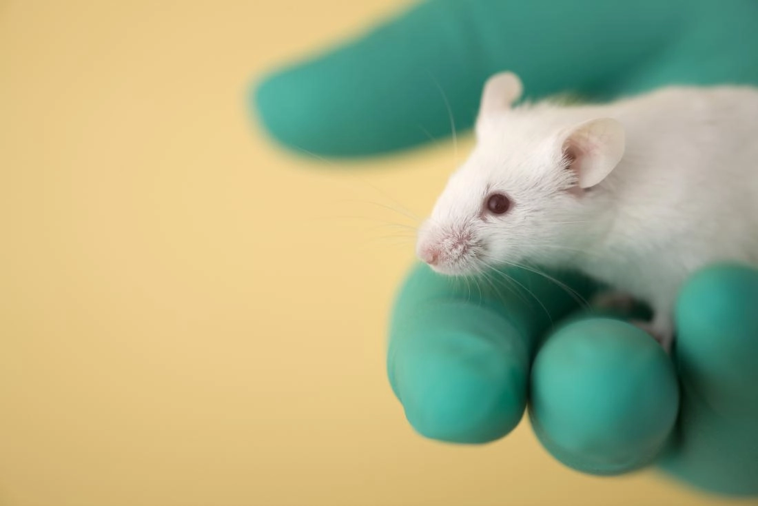 O specie necunoscută de rozătoare descoperită în jungla din Peru. Şoarecele a primit numele de Daptomys nunashae