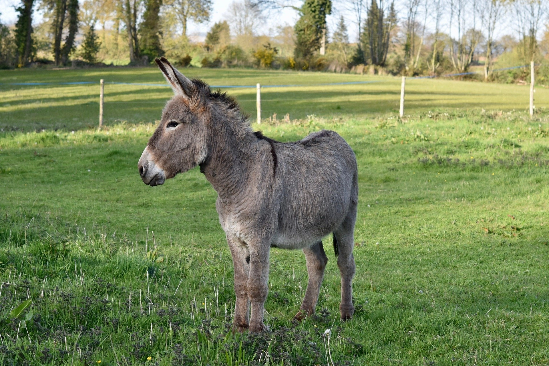 USAMV şi The Donkey Sanctuary, într-un parteneriat dedicat medicinei măgarului