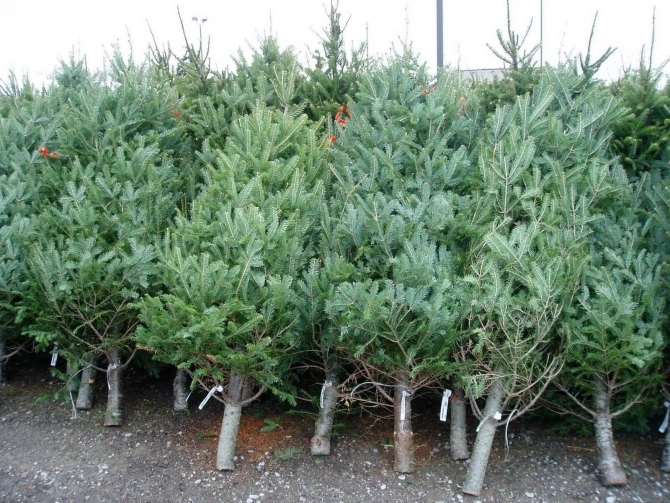 Gata cu brazii aruncați pe stradă: amenzi date de primării pentru cei care nu respectă regulile. Unde pot fi lăsați brazii naturali în mod legal