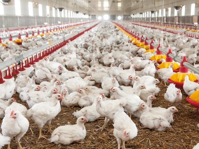 Protest al ecologiștilor în Croația față de un amplu proiect de ferme avicole