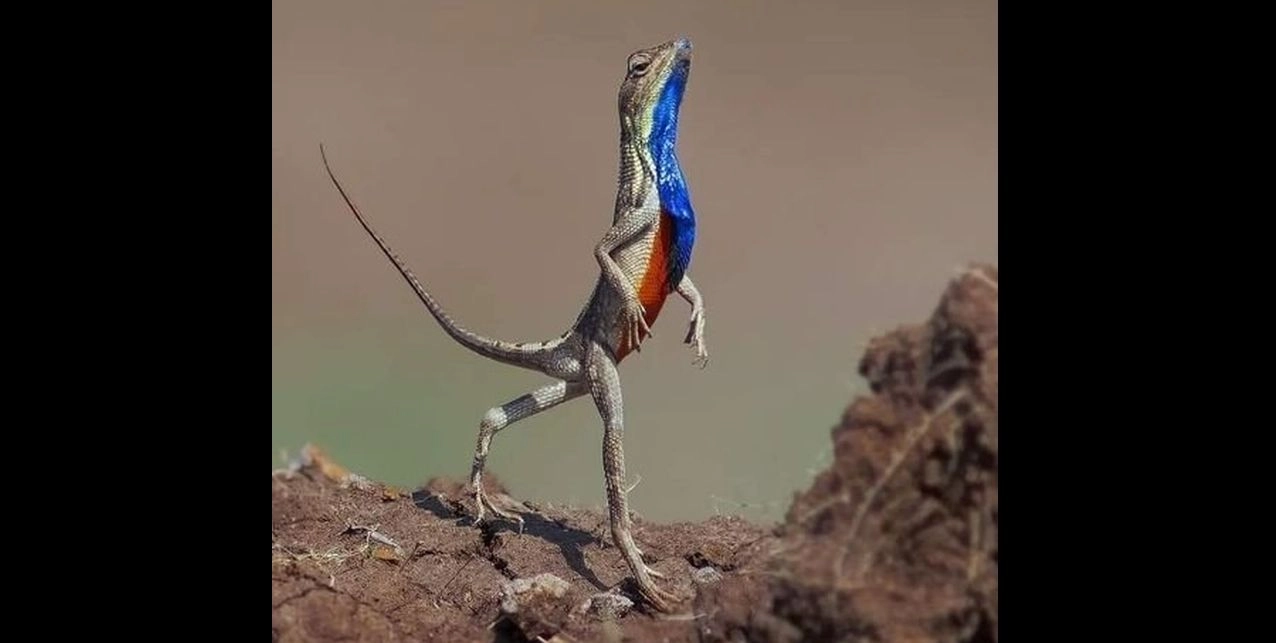 Șopârle în pungi de popcorn, pentru România - Un australian a fost condamnat la ani grei de închisoare