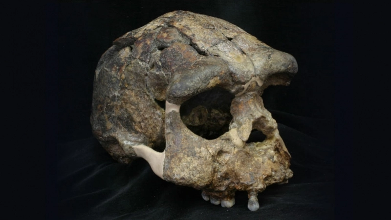 Descoperire uluitoare în China: Craniile Homo erectus, cu 600.000 de ani mai vechi decât se credea