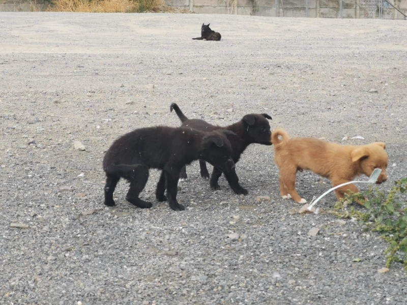 Femeie, cercetată după ce a abandonat şase căţeluşi, într-un sac, lângă o ghenă de gunoi