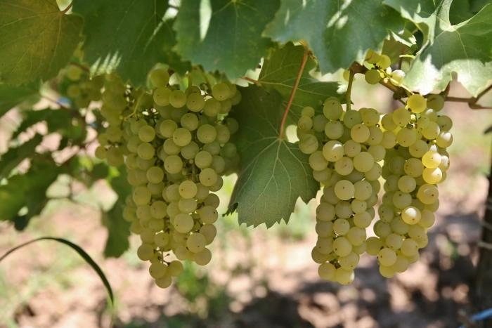 Consiliul UE şi Parlamentul European au ajuns la un acord privind sprijinirea sectorului viticol