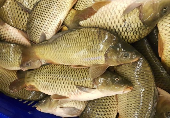 Pescarii din Tulcea majorează prețurile la pește din cauza scumpirii carburanților