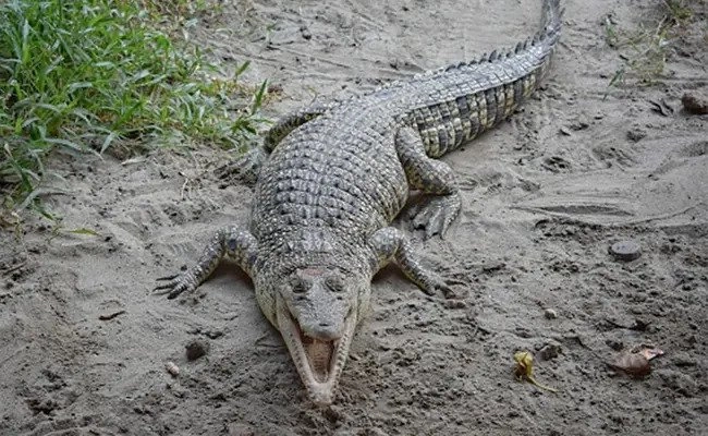 Apariție ciudată în zona unei plaje din Egipt - Crocodil găsit în mare