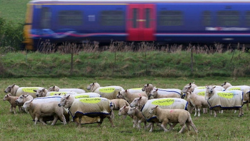 Bărbat condamnat la trei ani de închisoare pentru că a furat şase oi şi cinci miei