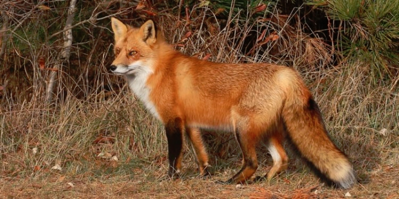 vulpe