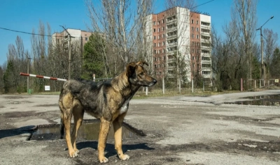 content-image
