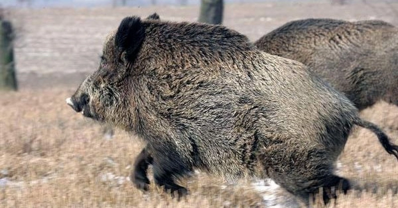 Spania pregăteşte sacrificarea mistreţilor, după apariţia pestei porcine africane, care a afectat exporturile de carne