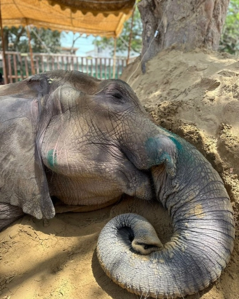 Susi, unul dintre cei mai longevivi elefanţi din Europa, a murit la Zoo Barcelona