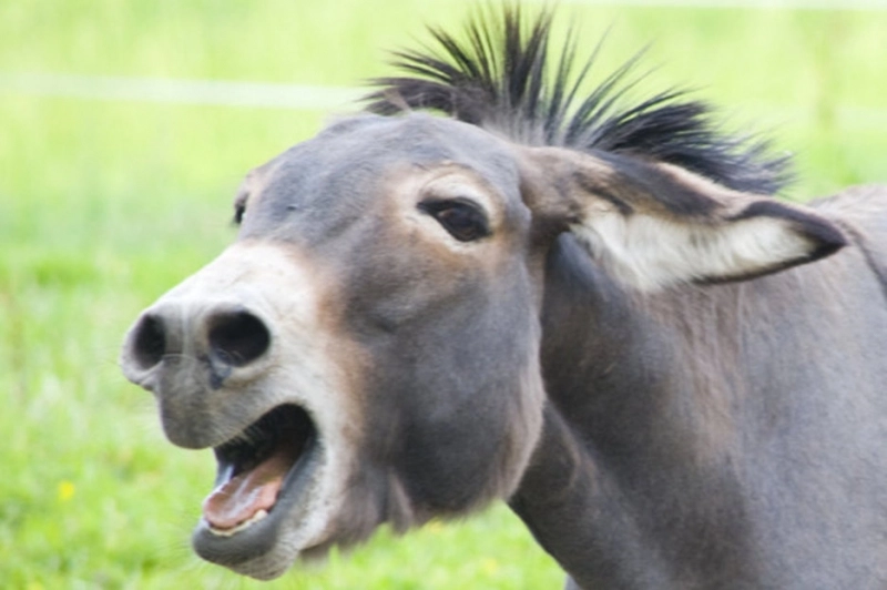 VIDEO Locul în care măgarii umblă liberi și dau buzna în curțile oamenilor - Este o adevărată invazie