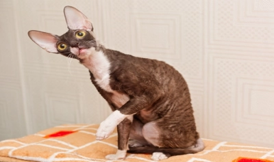 content-image