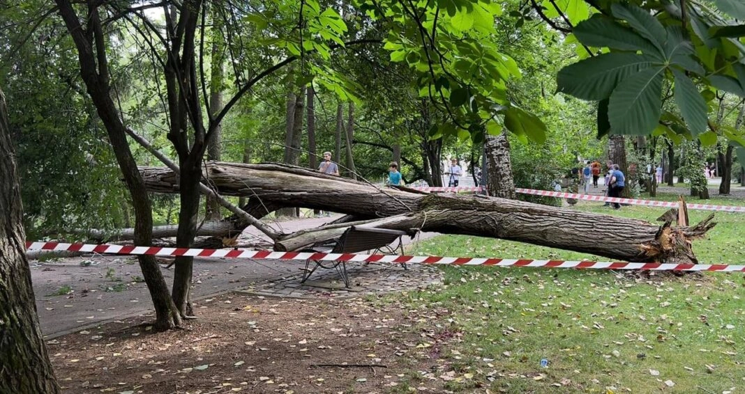 Un bărbat a murit după ce un copac s-a prăbușit peste el