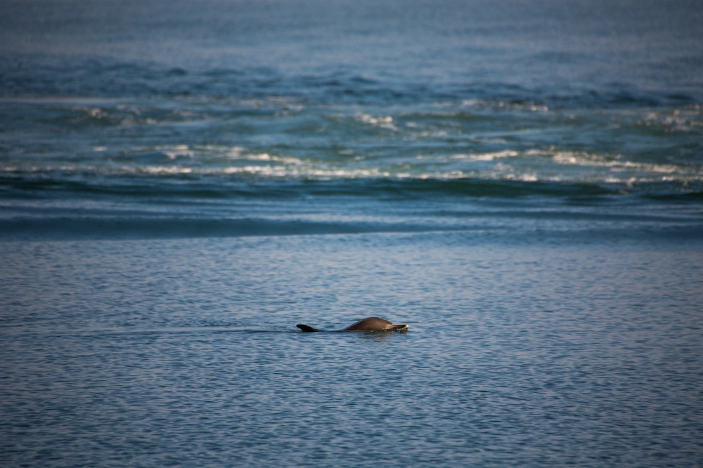 O specie pe cale de dispariție de delfini, amenințați de poluarea cu mercur
