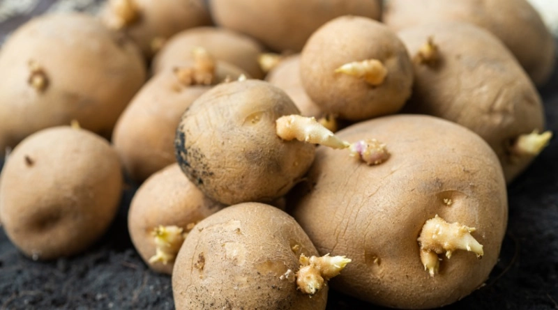 Cultura cartofului, în pericol: fermierii trag un semnal de alarmă