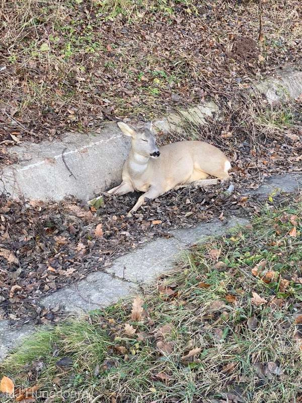Căprioară rătăcită în curtea Muzeului Bistriţa, salvată de poliţiştii locali