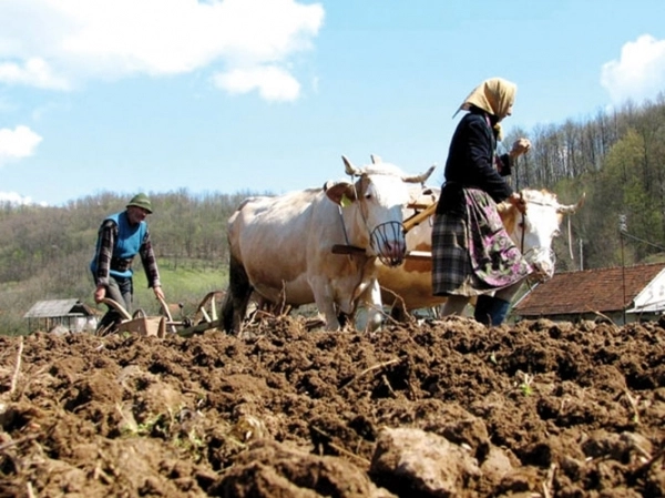Uniunea Salvăm Ţăranul Român solicită majorarea sprijinului pentru cultivatorii de legume în spaţii protejate, în 2026