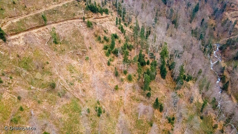 UE se răzgândește: directiva împotriva defrișărilor, amânată la cererea statelor membre