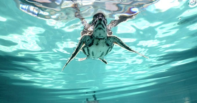 Singurul centru de reabilitare a ţestoaselor din Bulgaria strânge fonduri pentru sectorul dedicat speciilor mari