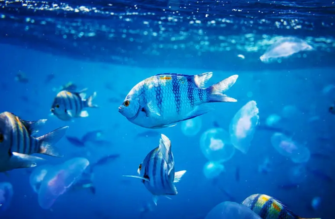 Studiu: Microplastice prezente în o treime dintre peștii examinați în patru țări din Pacific