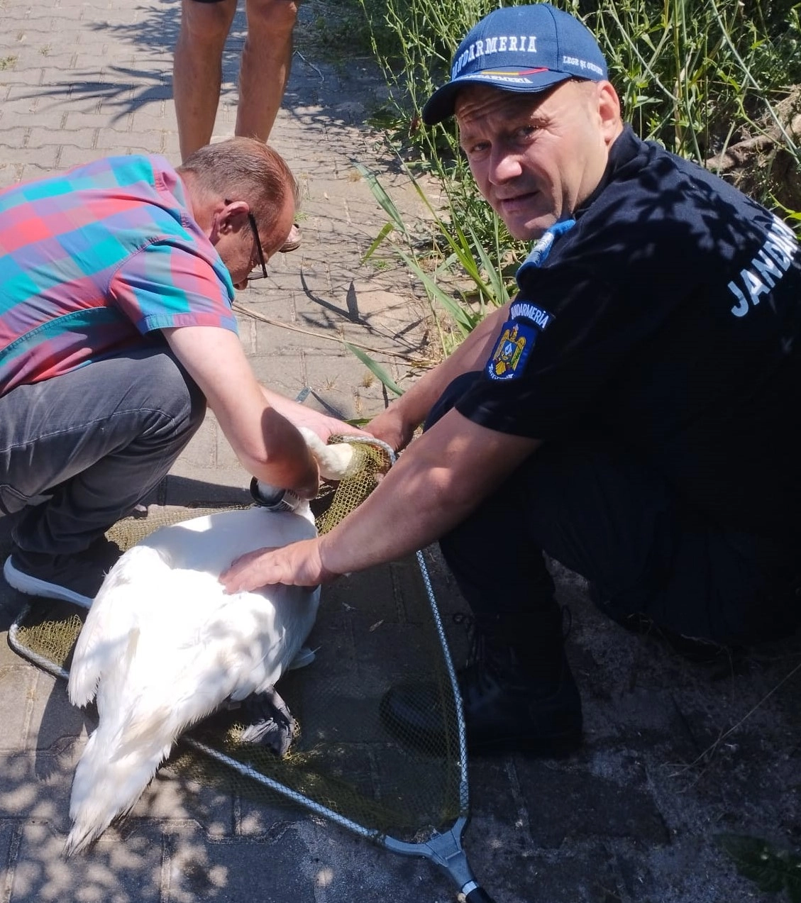 Mai multe lebede moarte au fost scoase dintr-un lac din Vaslui