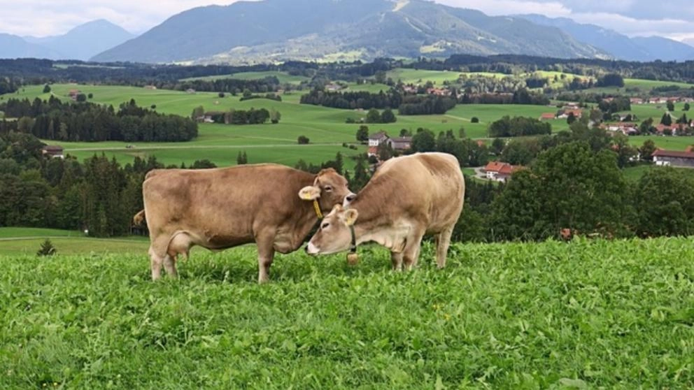 Primarul comunei buzoiene Chiojdu propune ca pădurile şi izlazurile statului să fie administrate de primării: Resursa locală trebuie să rămână la oameni, nu să plece din comunitate