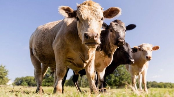 Cercetătorii au demonstrat pentru prima dată că vacile pot folosi unelte
