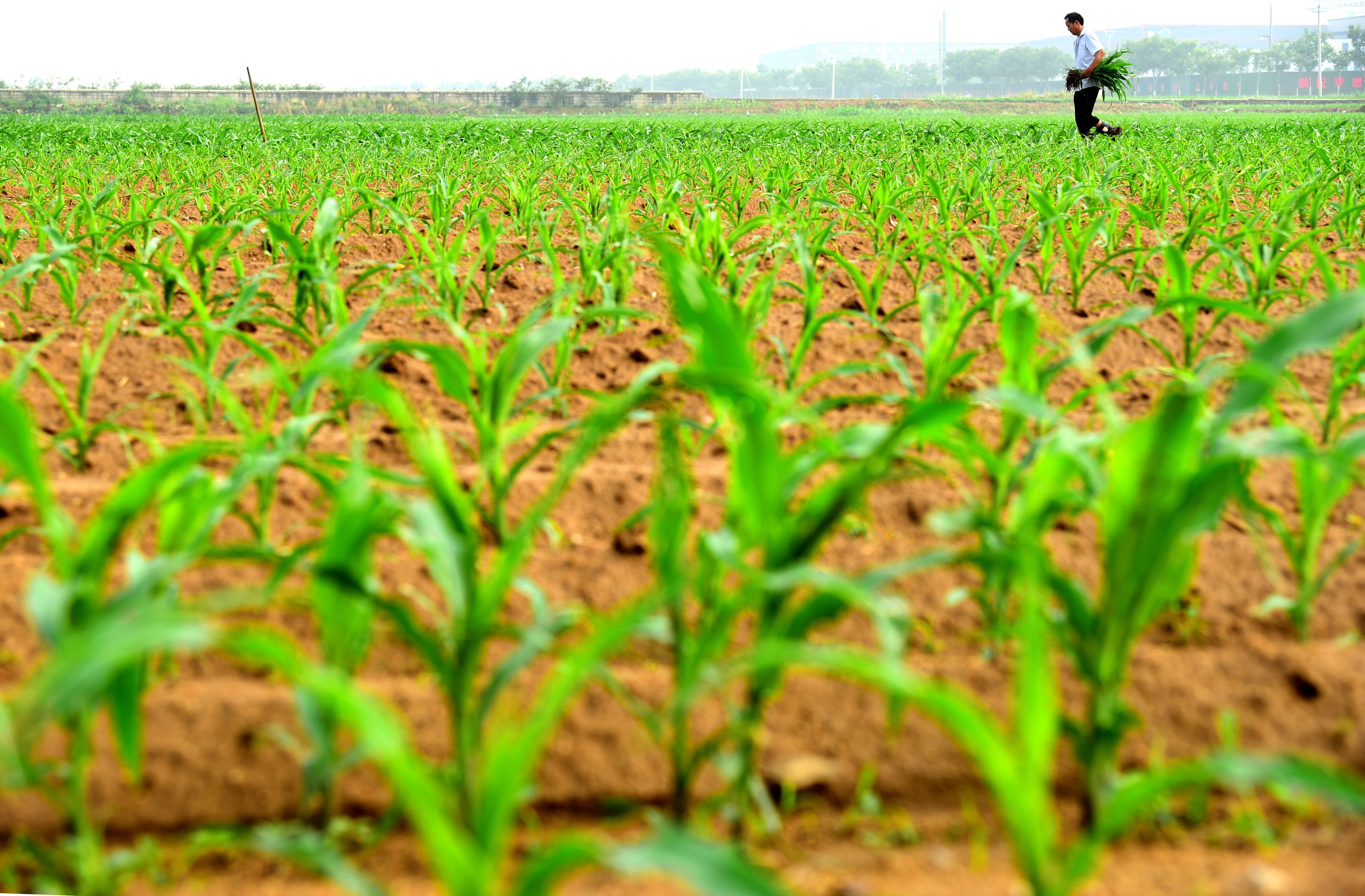 Agricultura ecologică prinde rădăcini în România: Suprafața s-a triplat între 2013 și 2024